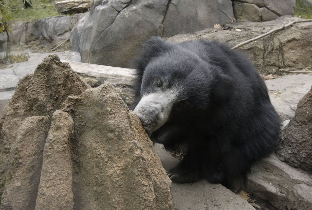 The sloth bear exhibit at the Smithsonian National Zoological Park has termite mounds that replicate how the bears feed in the wild. 
