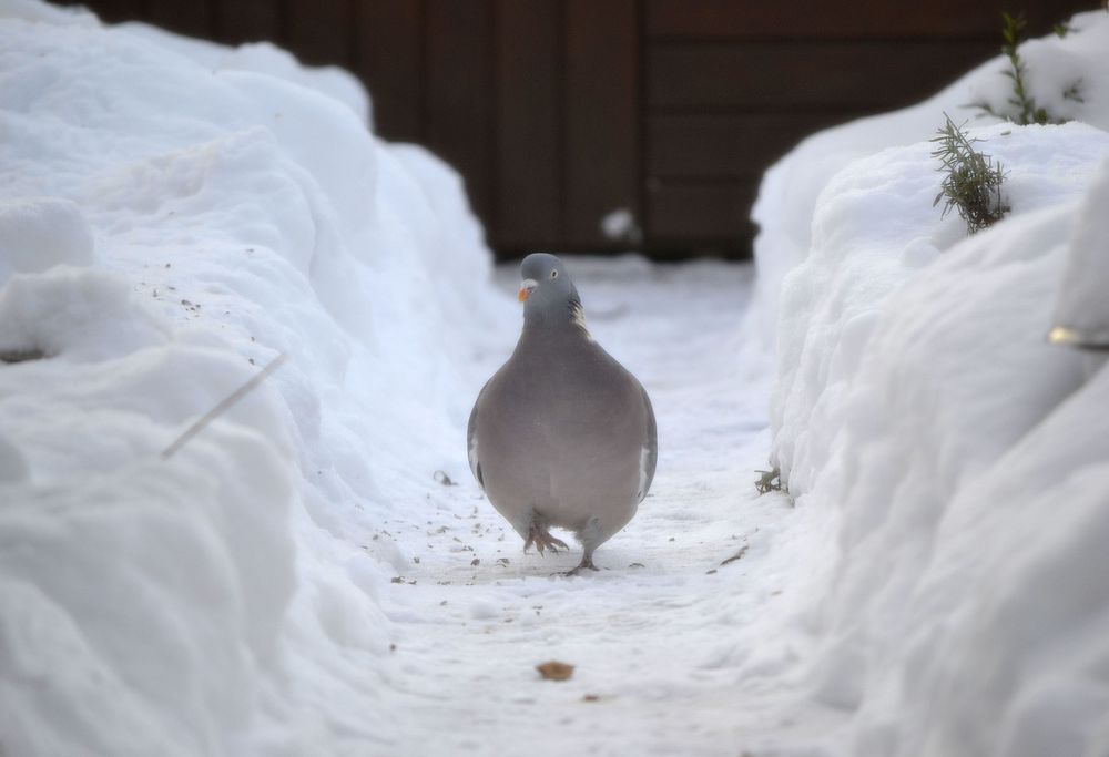 snowy pigeon