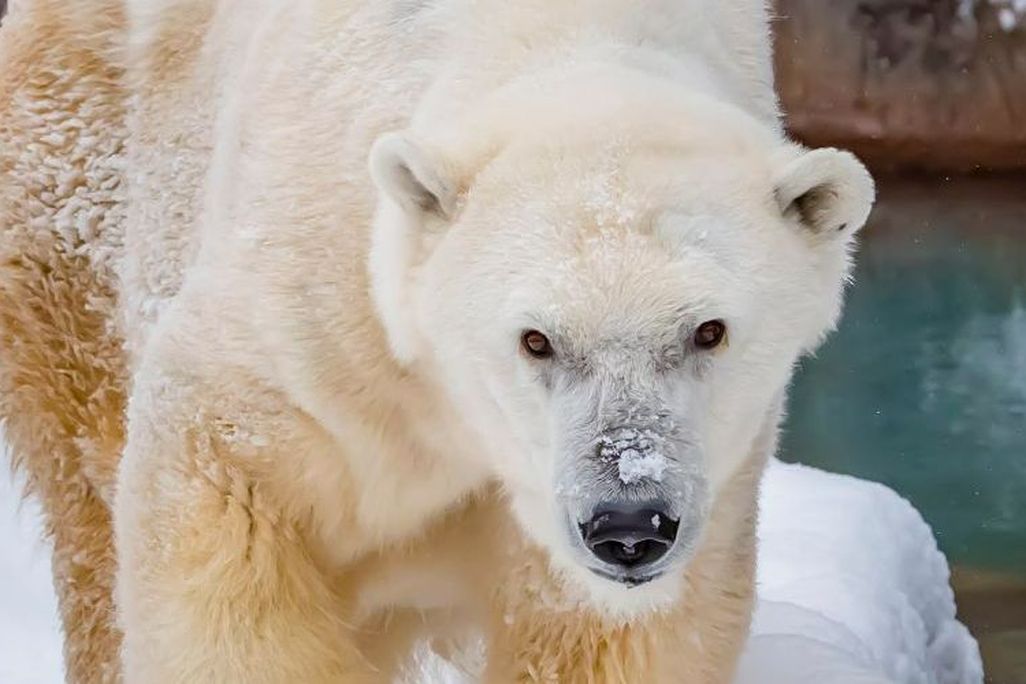A close up of Snow Lilly. The bear is standing in the snow and has some snow on its snout.