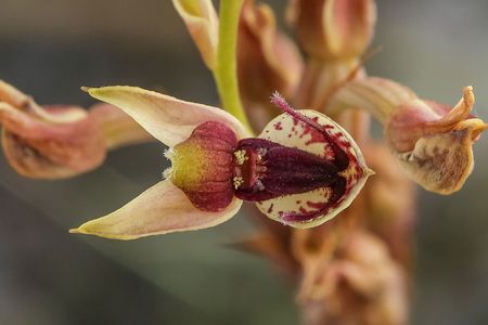 The southern African orchid Disa forficaria attracts male longhorn beetles.