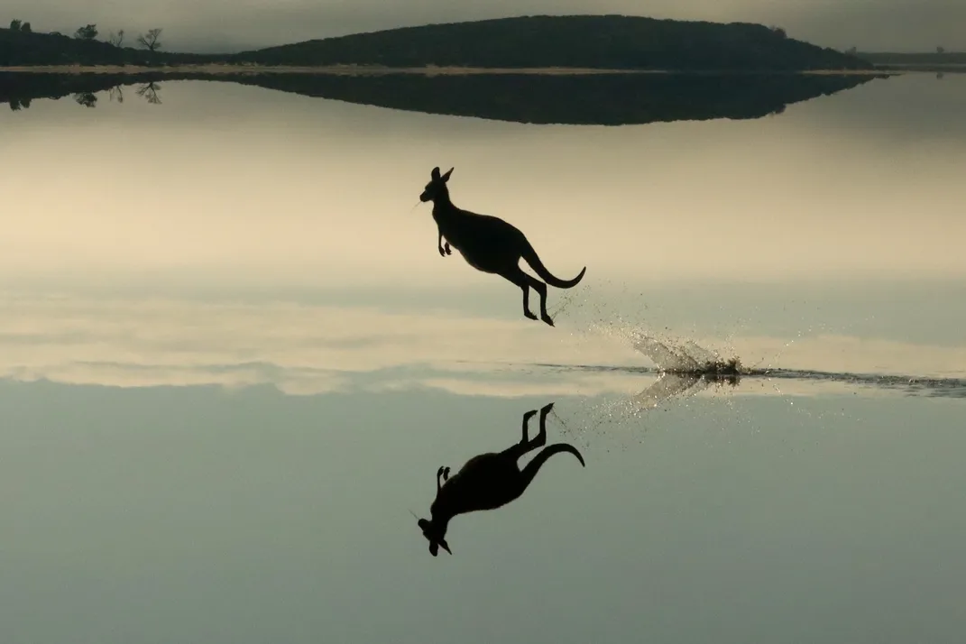 a western grey kangaroo bounds across a lake