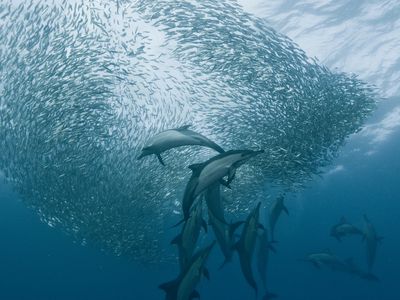Dolphins corral sardines into a "bait ball."