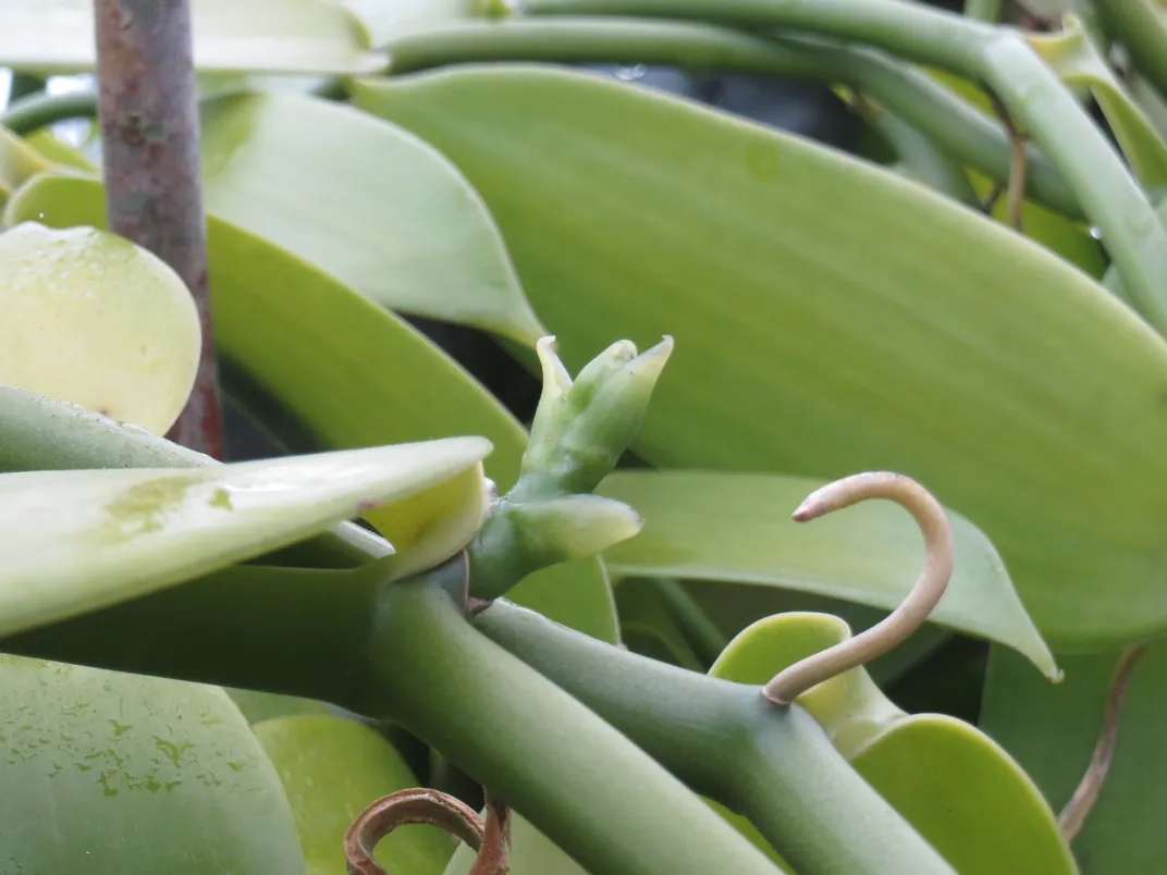 How Did Madagascar Become the World's Biggest Producer of Vanilla? - Gastro  Obscura