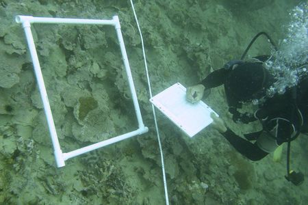 Andrew Altieri of the Smithsonian Tropical Research Institute in Panama conducts a survey where more than 90 percent of the coral reef has died due to hypoxia.