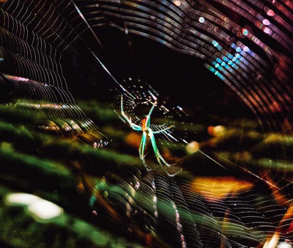 Color in an Orb Weaver's Domain thumbnail