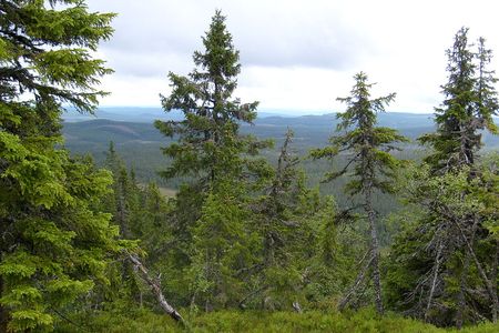 More than 50 percent of Sweden is covered in forest, making bunkers easy to disguise in plain sight.