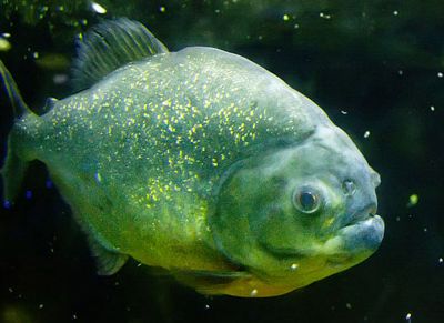 If you call someone a piranha, first make sure you've got the right fish