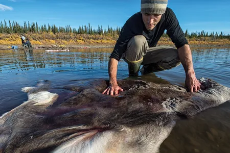 Jeffrey Peter, of Old Crow, Yukon, cleans a caribou hide during an autumn hunt. When camping, the hide is used as a mattress; at home, it&rsquo;s clothing.