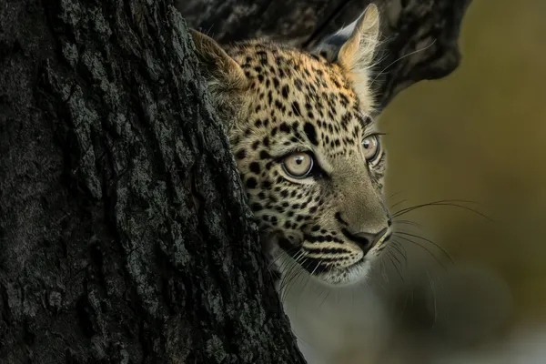 Baby leopard peeking out the Tree thumbnail