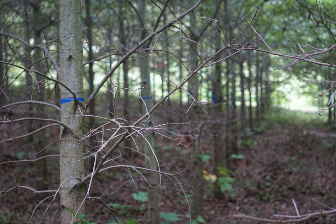 A row of trees marked with blue bands and silvery tags.
