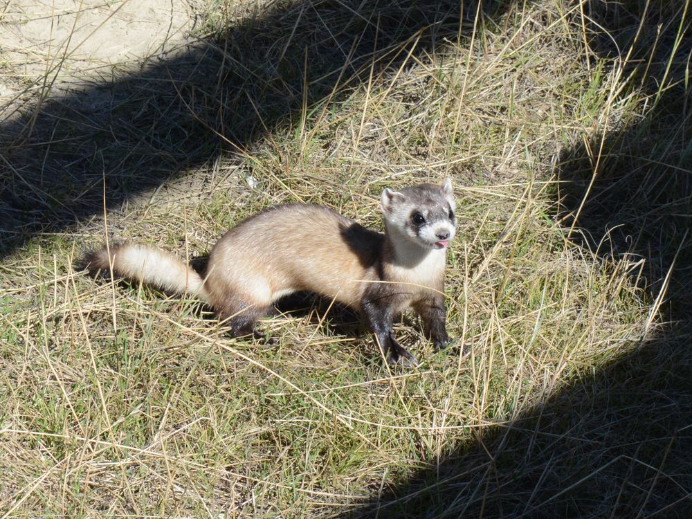 A black-footed ferret kit with its tongue sticking out sits on hay in an enclosure