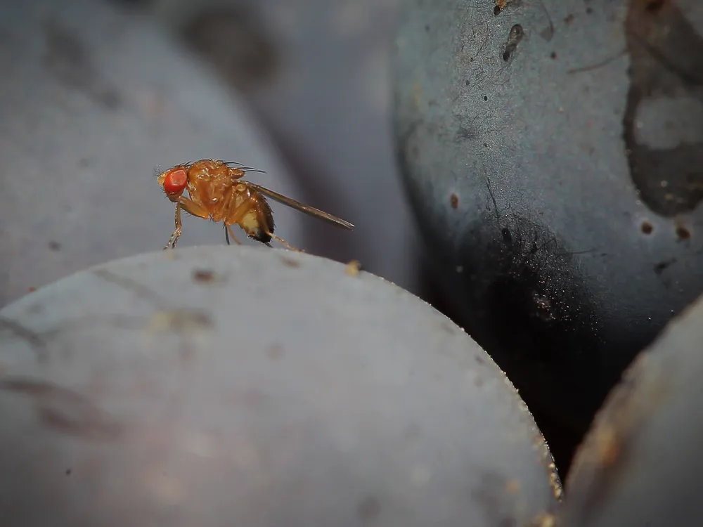 A fruit fly sitting on a grape