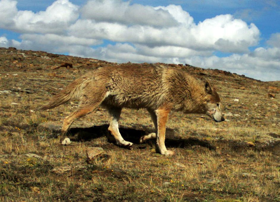 Himalayan Wolf