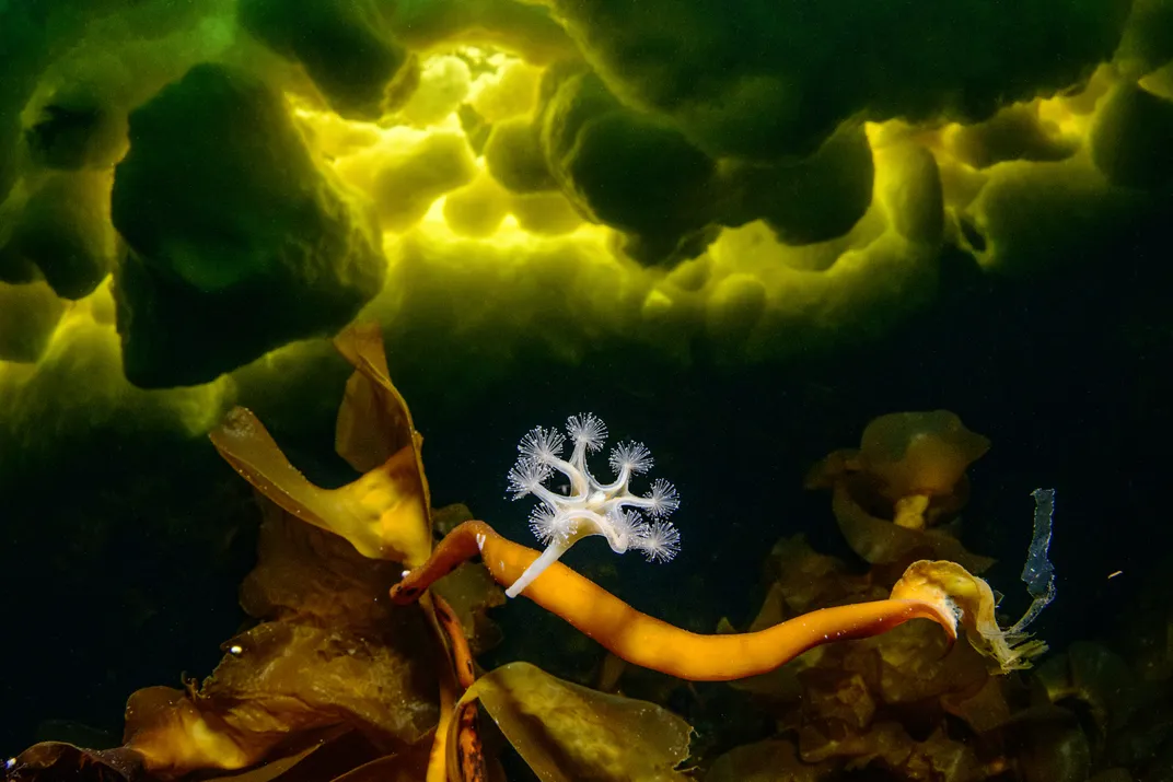 A branching jellyfish underwater