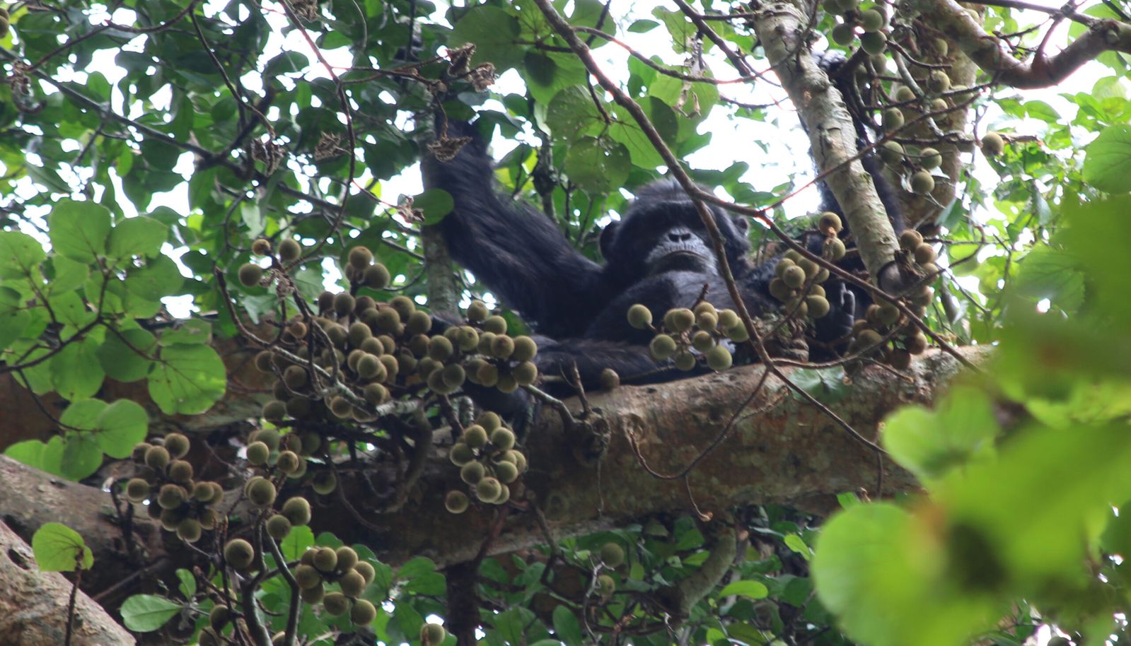 Chimpanzees Drink 2.5 Human Drinks Daily, Study Finds