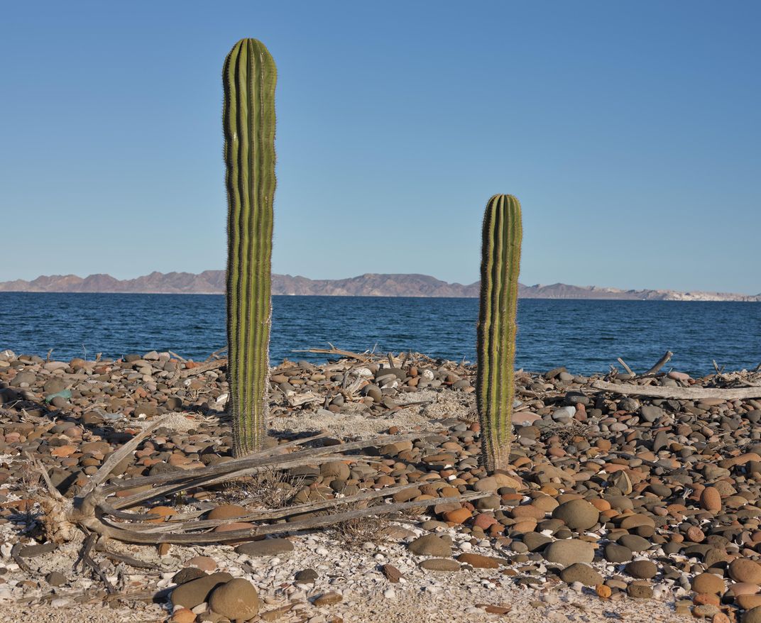 Cacti 