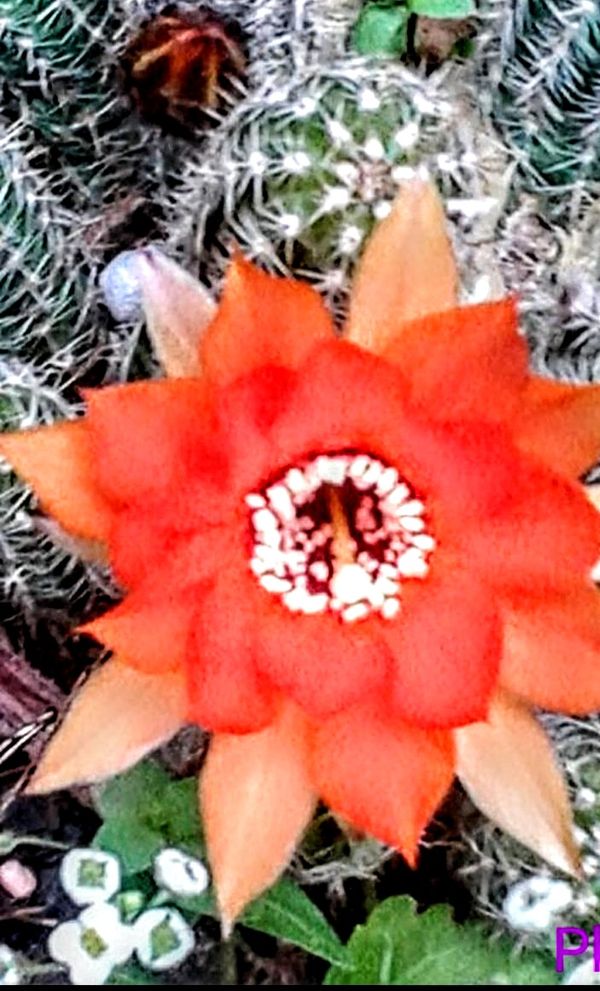 cactus in bloom thumbnail