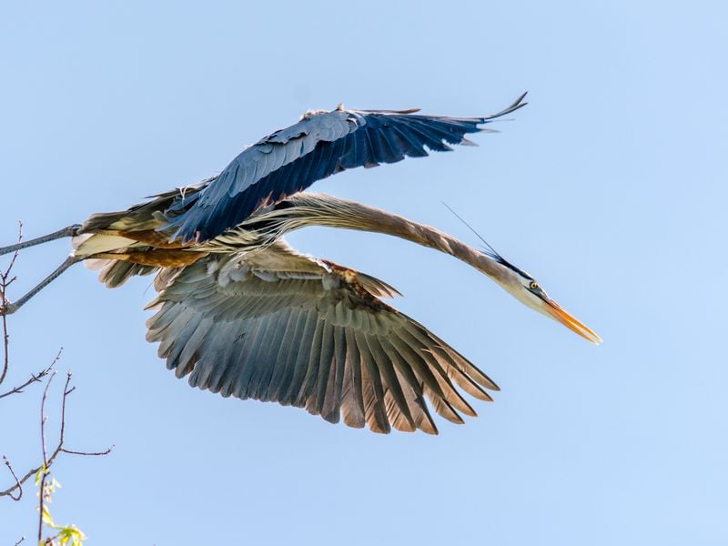 Diving Great Blue Heron | Smithsonian Photo Contest | Smithsonian Magazine