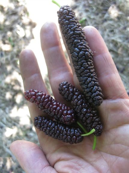 blackberries