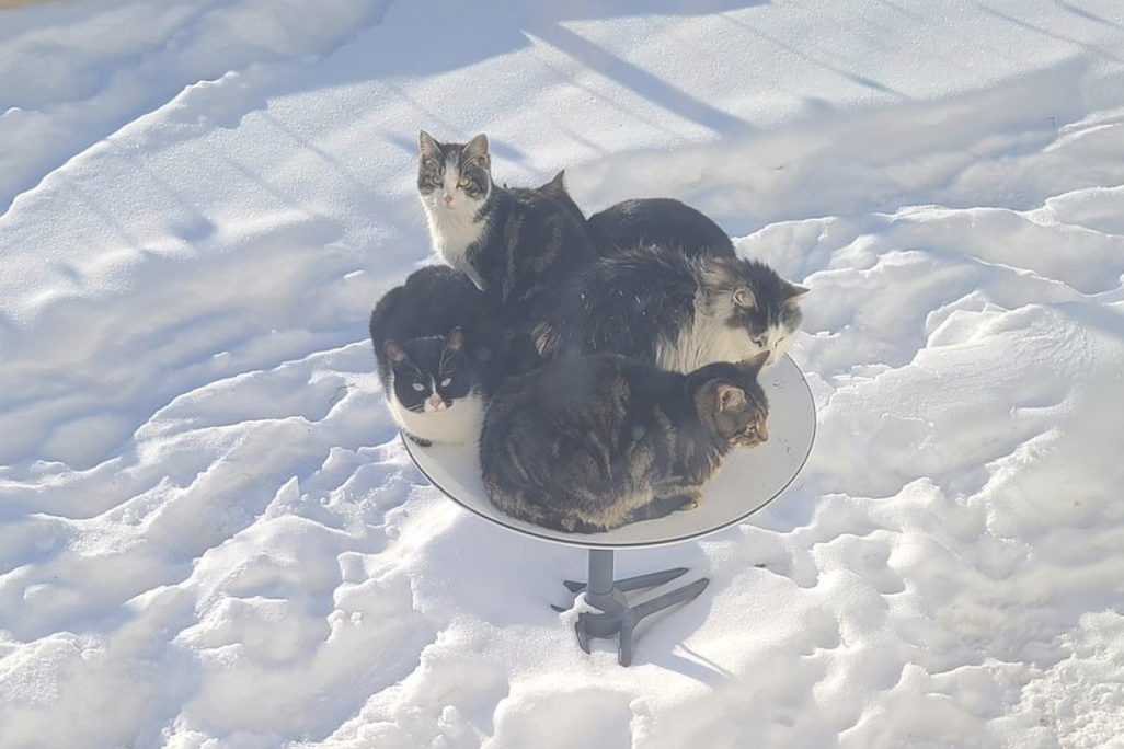 Five cats piled onto a Starlink satellite dish in a snowy yard