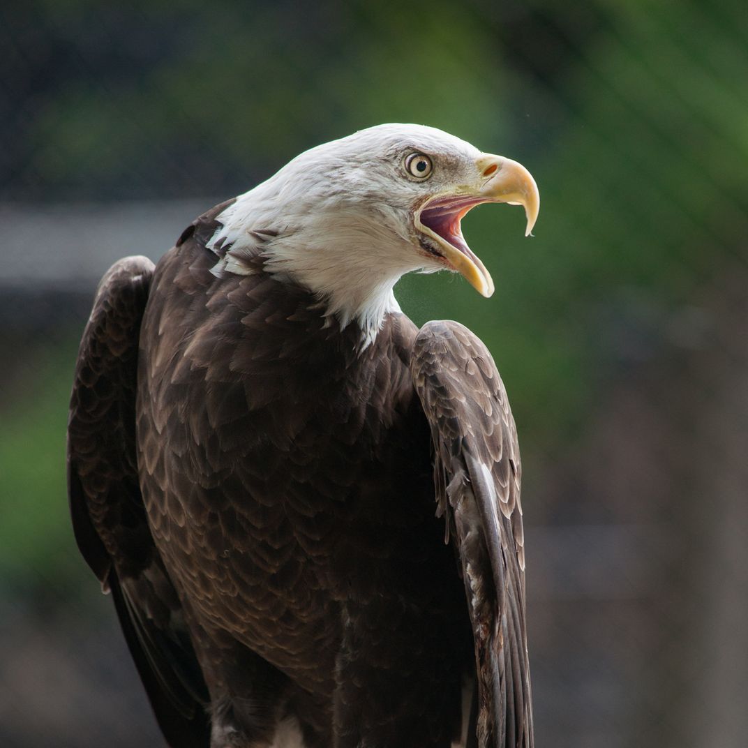 How Well Do You Know America s Bird Nine Fascinating Facts About The 