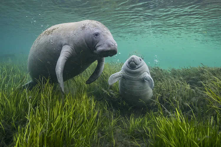 人気定番の 13 See Captivating of Photographer Wildlife the From Images 洋書