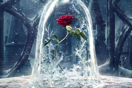 The Beast must learn to love someone else and be loved before the last petal falls on the Enchanted Rose in the tale of the new Disney film, Beauty and the Beast
