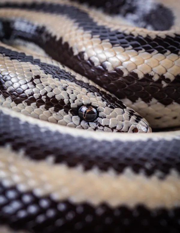 Cinnamon Roll? No! Rosy Boa thumbnail