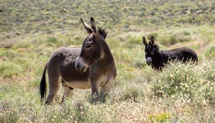 Cougars Are Killing Feral Donkeys, and That&rsquo;s Good for Wetlands
