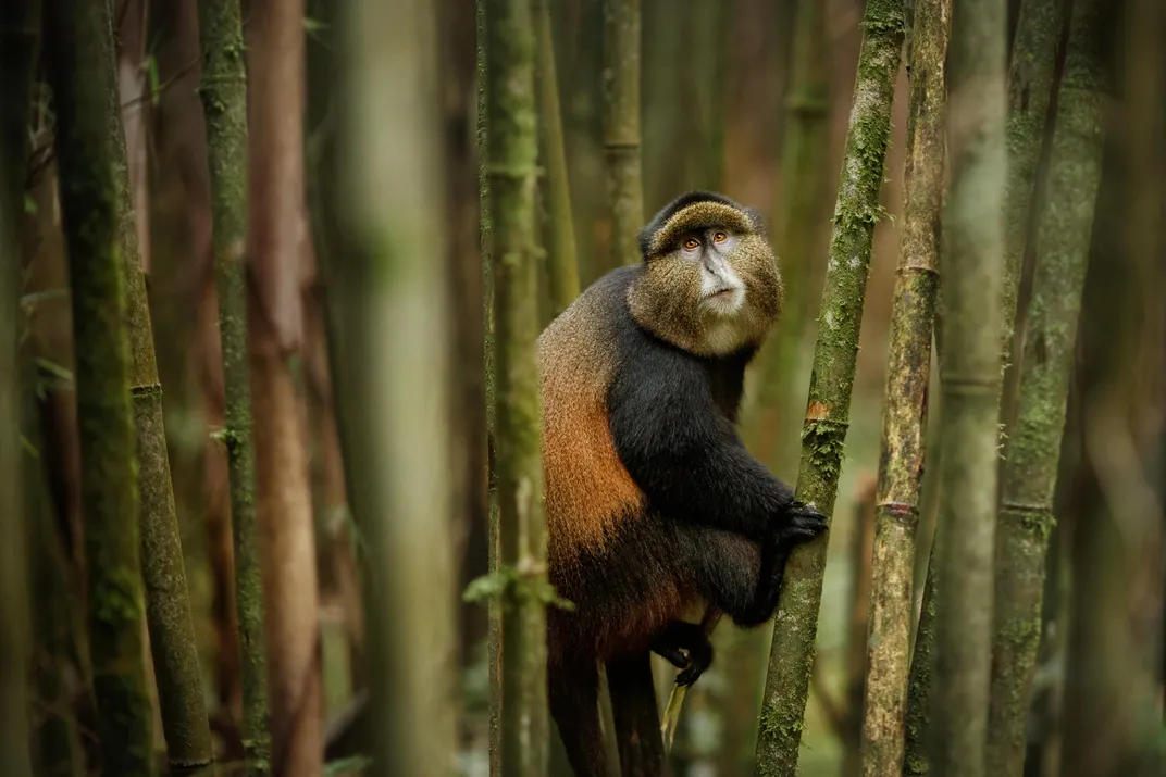 Spotting a golden monkey in Volcanoes National Park
