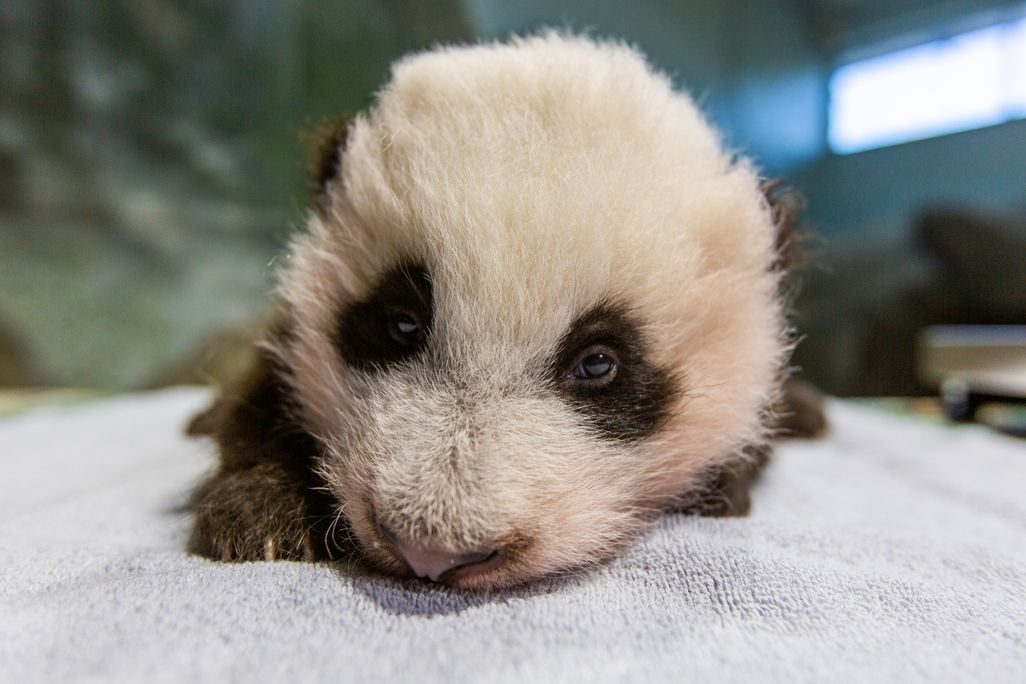 The new giant panda cub