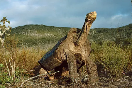 Far from the mainland and one another, the Galapágos Islands host animals with distinctive traits, such as the notched shell of Pinzón Island’s saddleback giant tortoise.