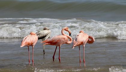Flamingos Spotted in Wisconsin for First Time on Record Amid String of Rare Appearances