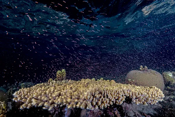 Underwater Colorful Snowstorm thumbnail