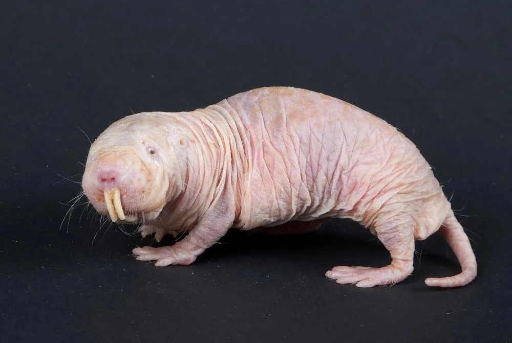 How Eating Poop Makes These Mole-Rats More Motherly