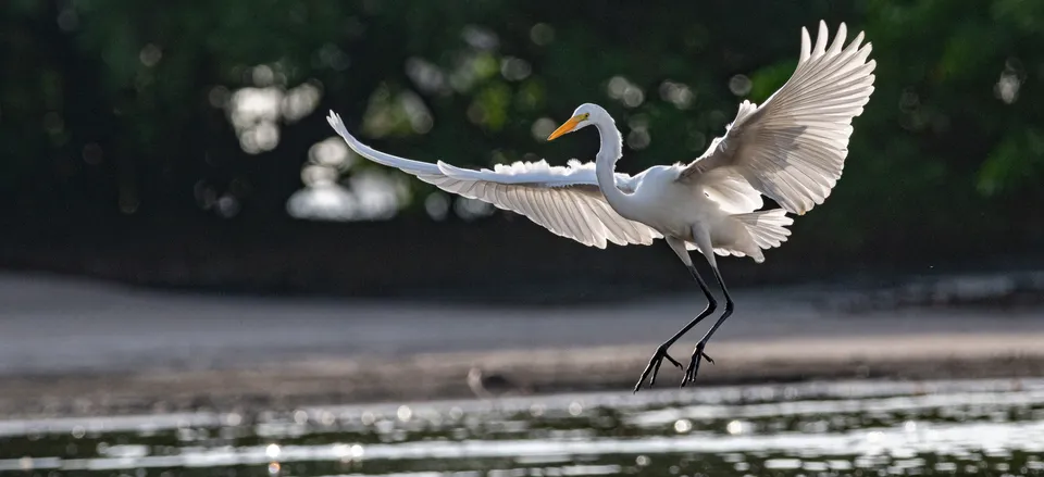  A white heron in one of Panama City's wilderness areas  Credit: Steve Paton 