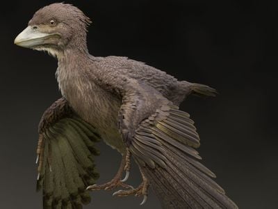 Life restoration of Fukuipteryx prima.