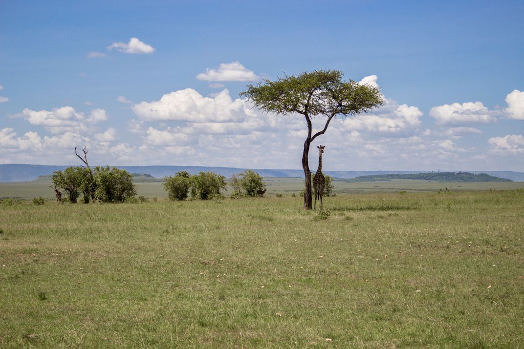 Unusual Tree | Smithsonian Photo Contest | Smithsonian Magazine