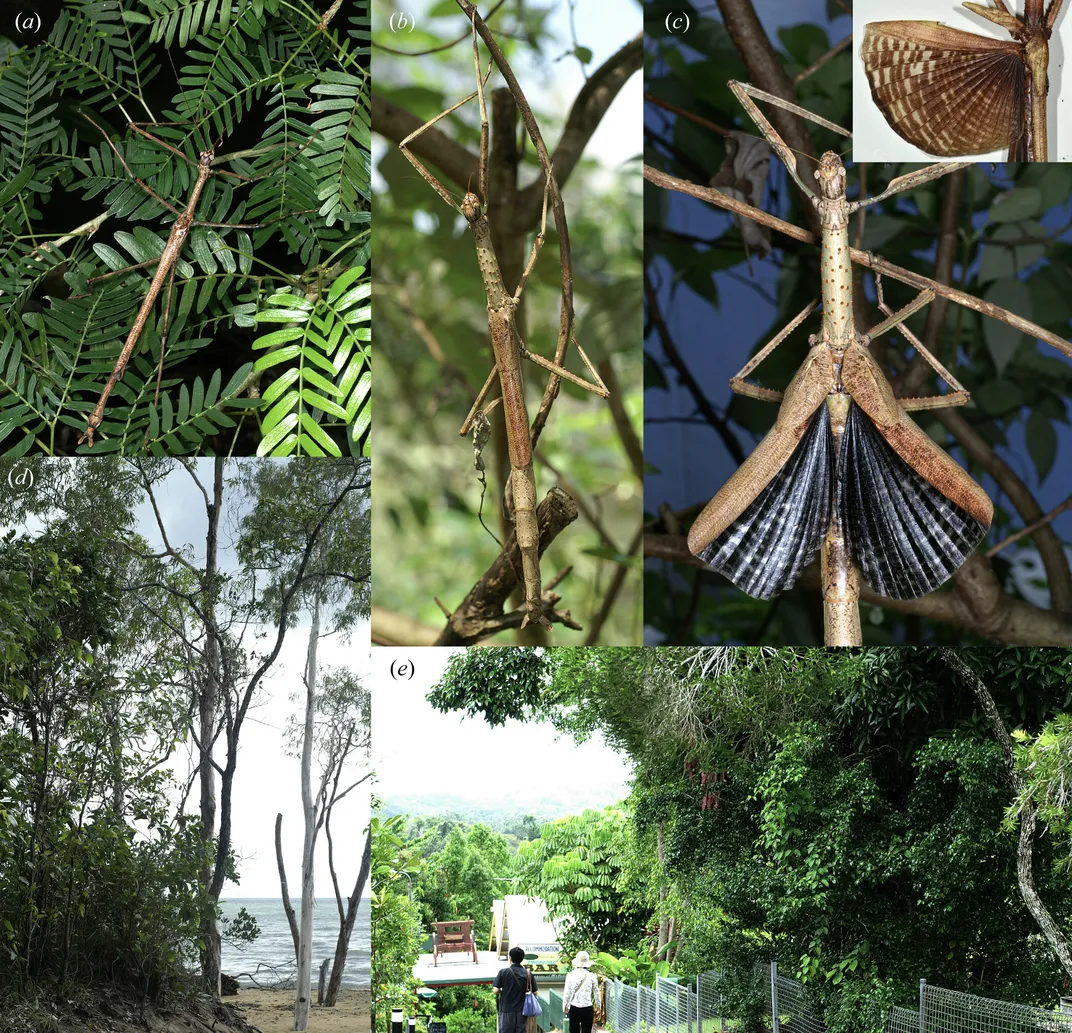 examples of males and females of the stick insect, some photos of beach and rainforest areas