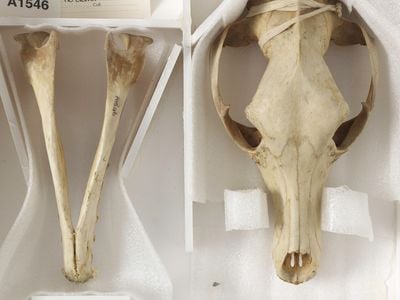 The last surviving thylacine&#39;s skull