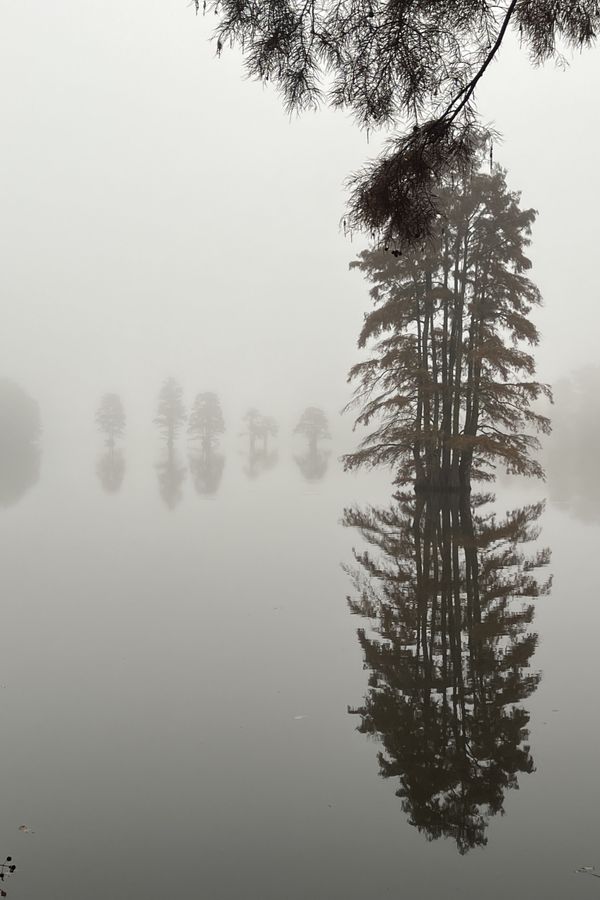 Early morning fog at Stumpy Lake, Virginia Beach thumbnail