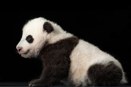 Bao Bao at 10 weeks. Scientists estimate that a giant panda ancestor split from the bear lineage 18 million years ago.
