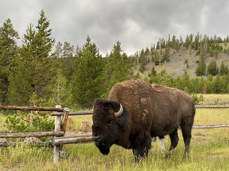 Wyoming Bison Smithsonian Photo Contest Smithsonian Magazine