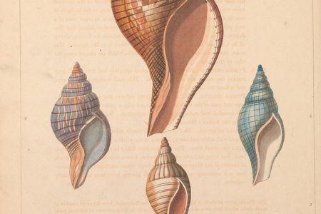 Plate from Conchology, or, The natural history of shells. London :W. Miller,[1811]. (Biodiversity Heritage Library, Smithsonian Libraries and Archives).