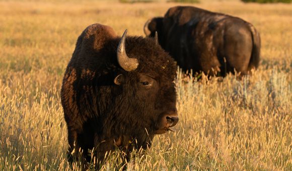 Many bird species of conservation concern rely on the really short grass that large grazers, such as bison, leave behind. (Andy Boyce)
