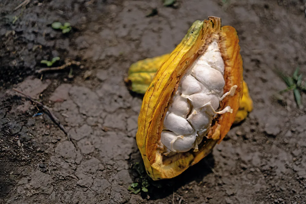 Cacao Pod