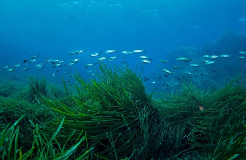 Seagrass