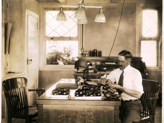 Harry Hall, Campbell&#39;s chief agricultural expert, inspects tomatoes in his office at Campbell&#39;s research farm in Cinnaminson, New Jersey sometime in the 1920s.