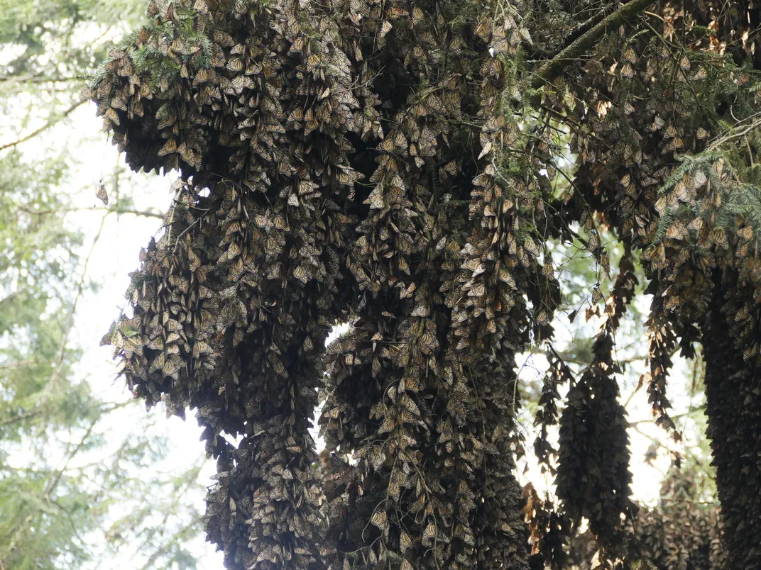 What I Learned Biking the 10,000-Mile Migration Route of Monarch Butterflies