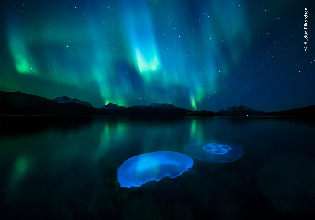 Aurora borealis light the sky above water with transparent moon jellyfish.